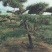 黑松15-17公分