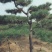 黑松15-17公分