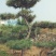 黑松15-17公分