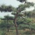 黑松15-17公分