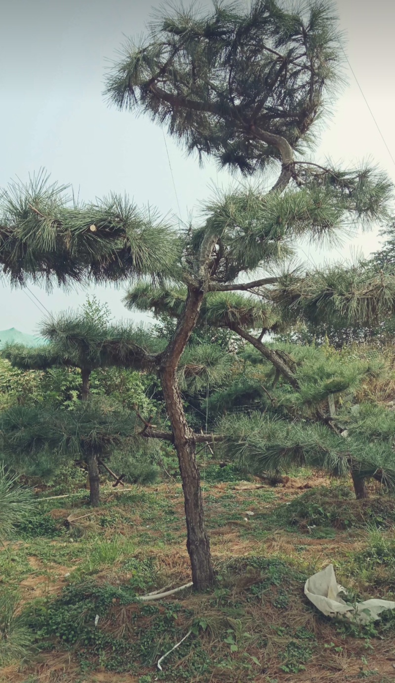 黑松15-17公分