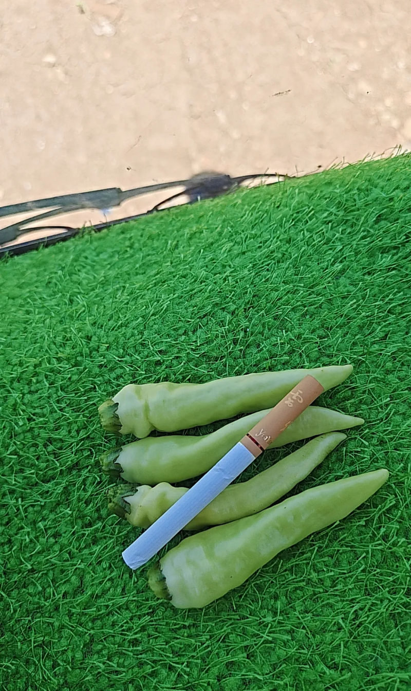 白米椒批发/零售