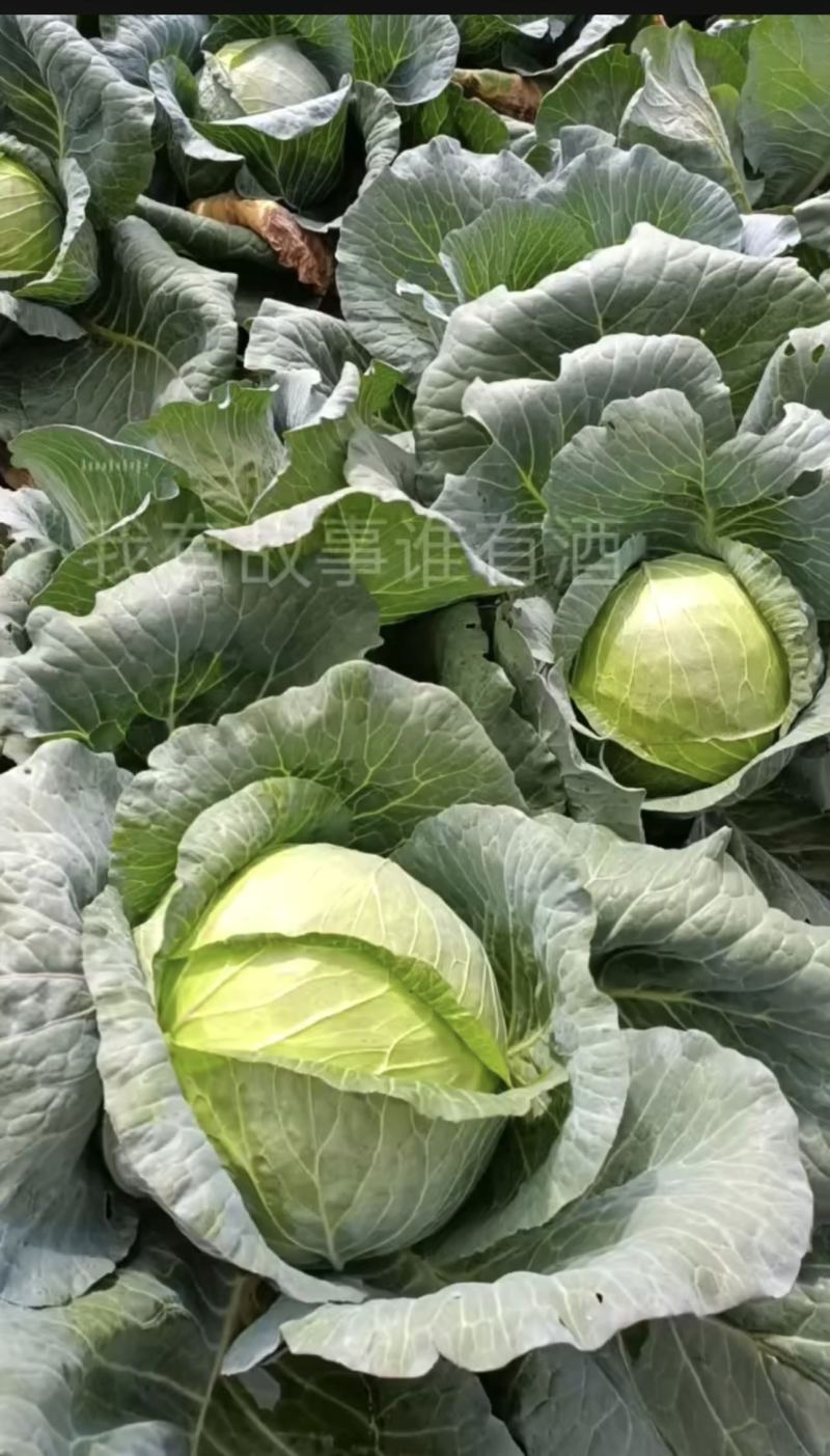 圆包菜单颗净重13斤左右