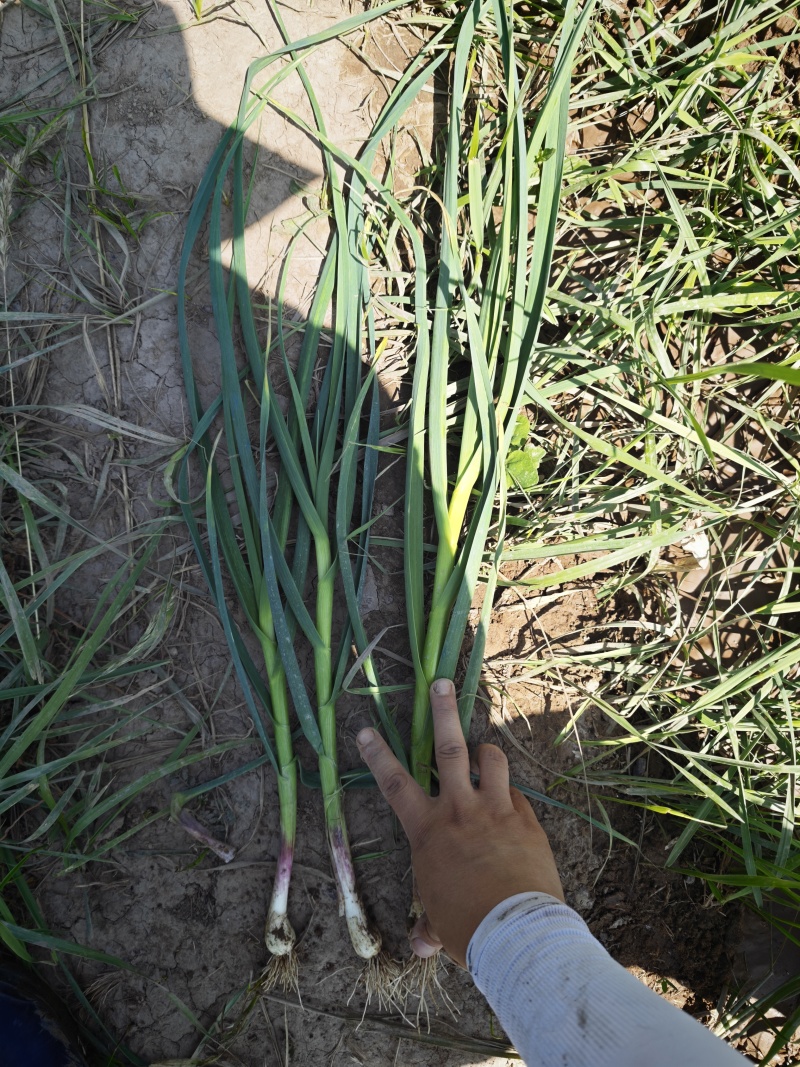蒜苗70公分，一点红品种