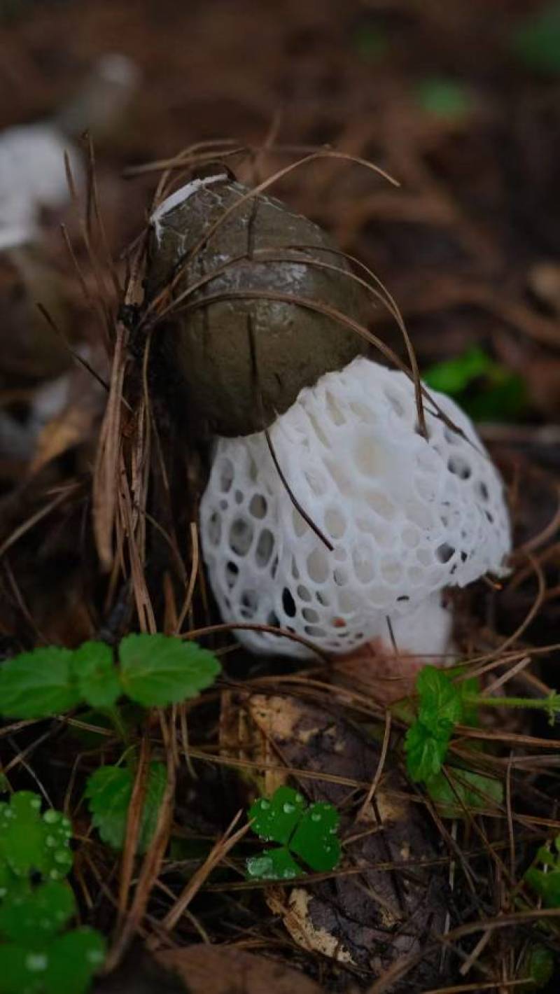 红托竹荪精品竹荪