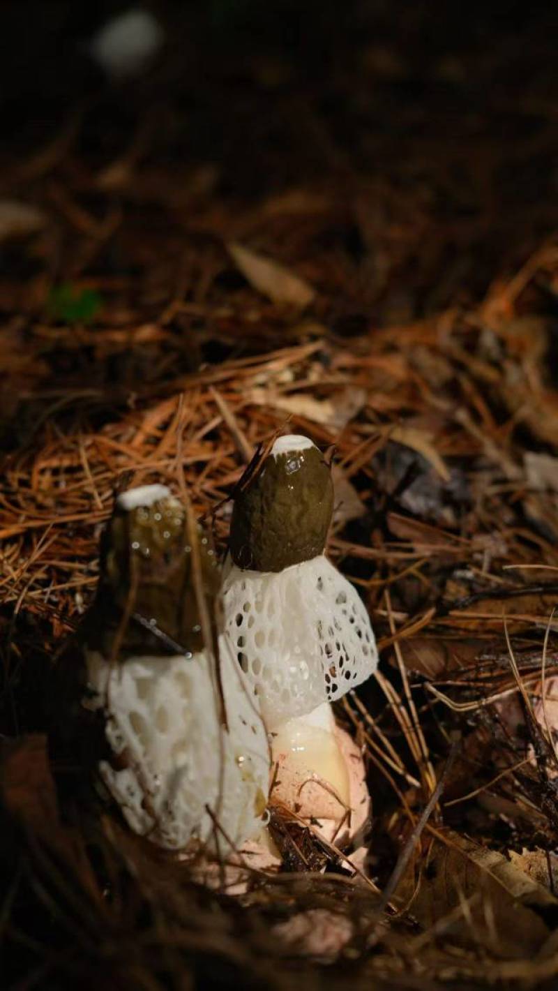 红托竹荪精品竹荪