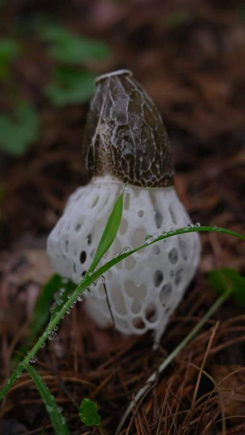红托竹荪精品竹荪