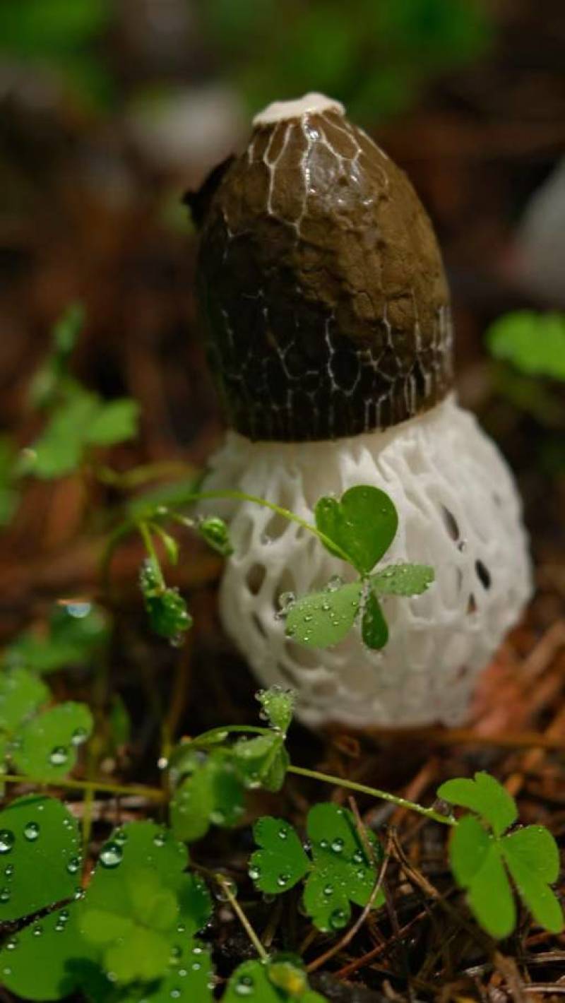 红托竹荪精品竹荪