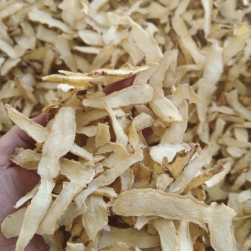 玉竹选片