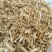 玉竹选片