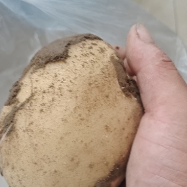 土豆单个土豆三两以上