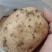 土豆单个土豆三两以上