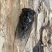 蝉蛹按斤卖，45-60元/斤