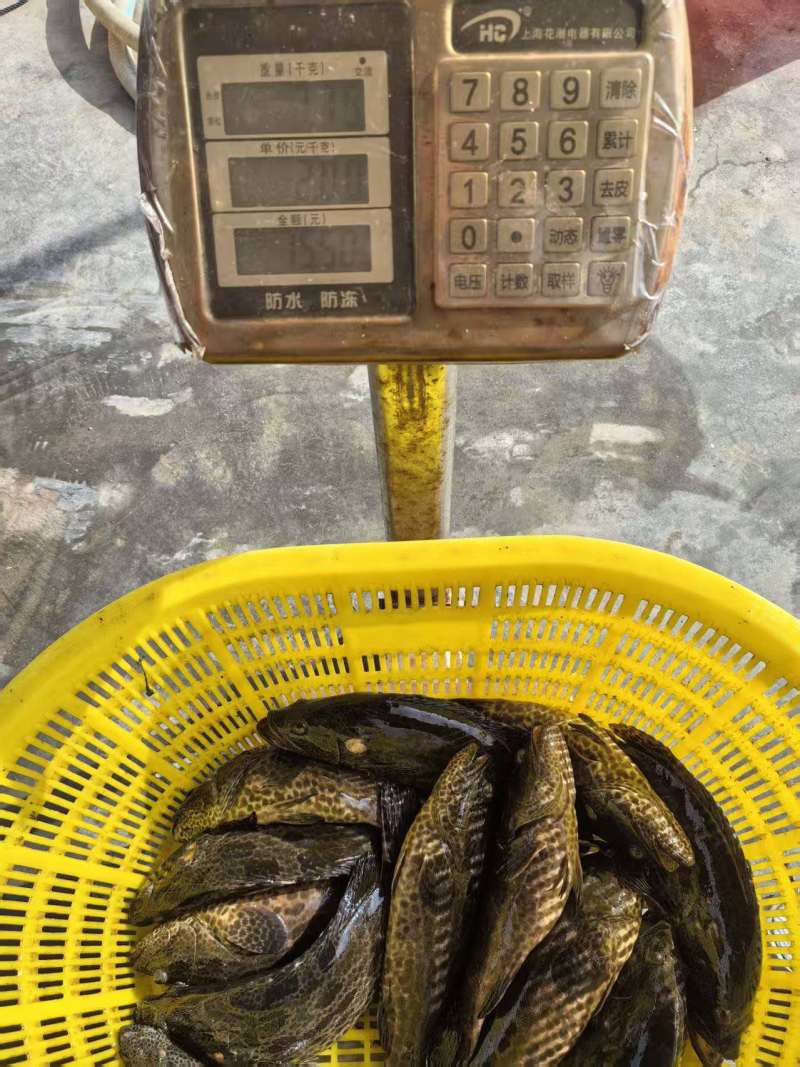 石斑鱼1-2斤