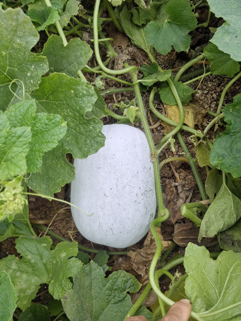 冬瓜六到八斤