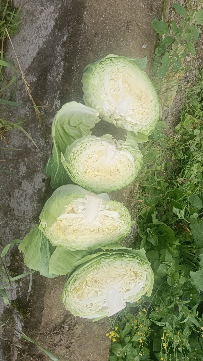 莲花白2-3公斤以上