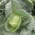 莲花白2-3公斤以上