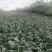 莲花白2-3公斤以上