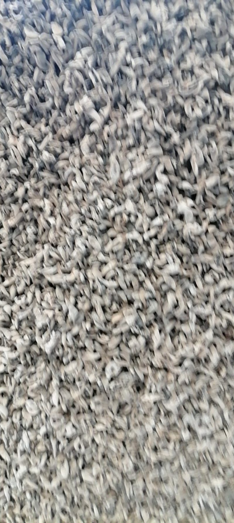 春耳1.5cm以下