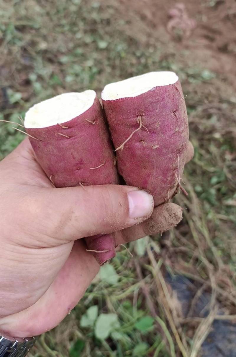 红薯1两以上起