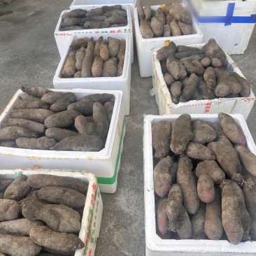 山药不分规格