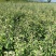 杜梨苗倒栽苗，0.6米起步，用于嫁接梨树成品