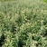 杜梨苗倒栽苗，0.6米起步，用于嫁接梨树成品