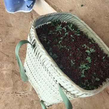 花椒鲜花椒