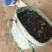 花椒鲜花椒
