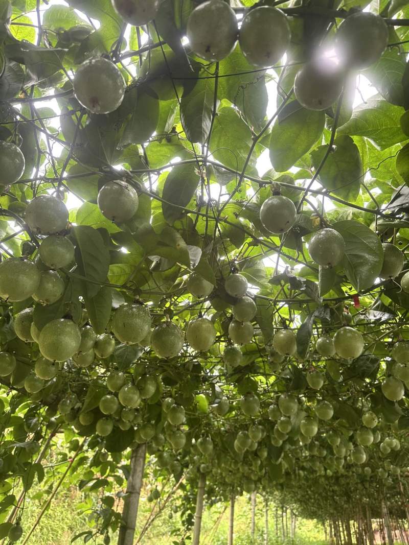 百香果小果4元/斤，中果5元/斤，大果6元/斤