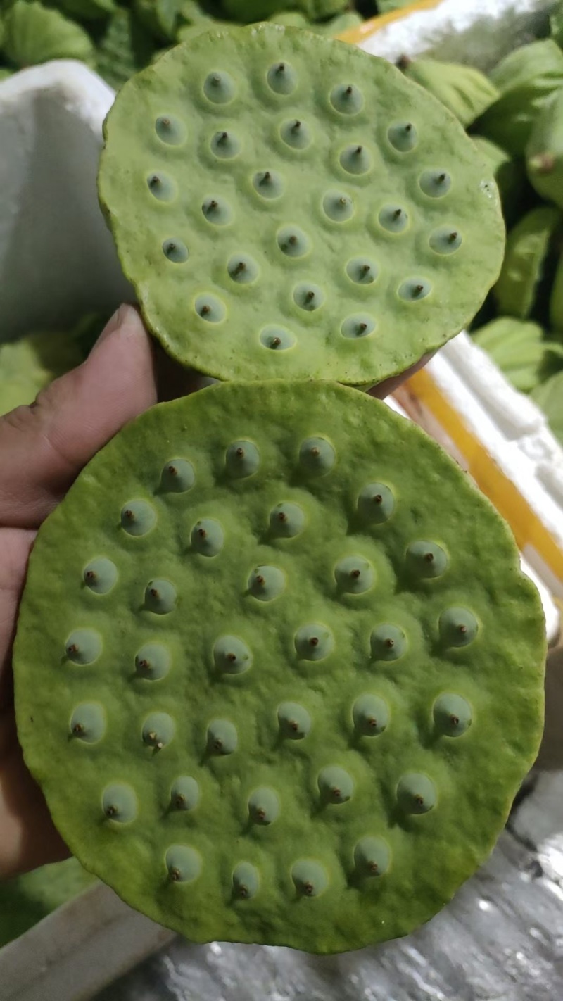 莲蓬中果