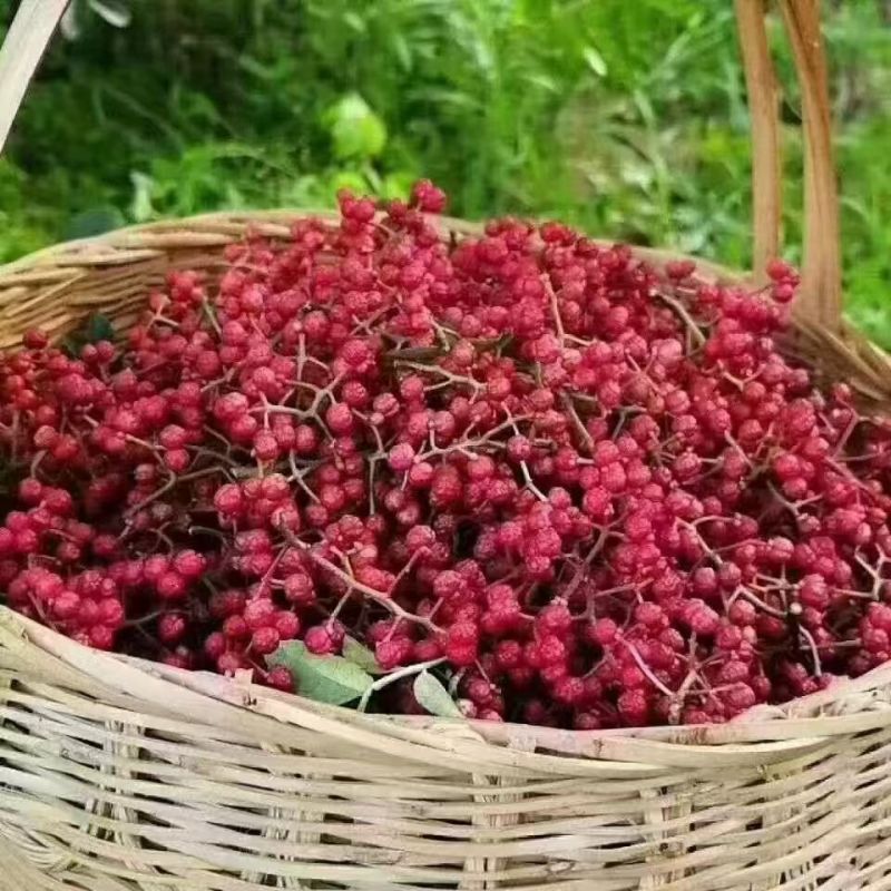 花椒鲜花椒，红花椒