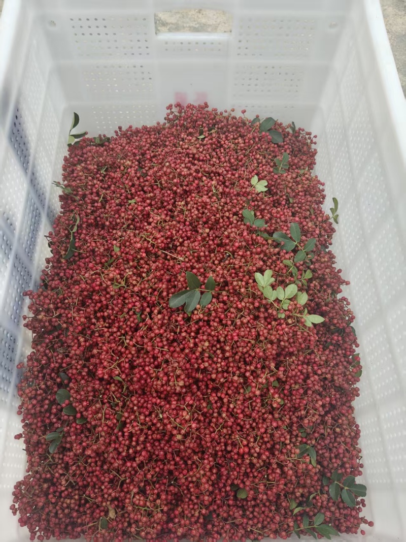 花椒鲜花椒，红花椒