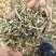 花生秧草粉,草段