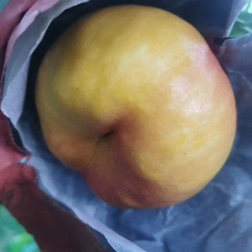油蟠桃单果三两半以上