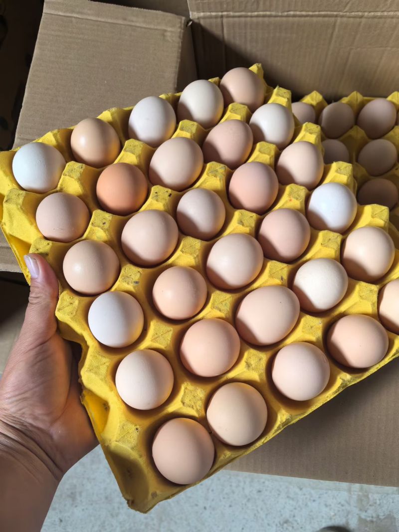 鸡蛋粉壳蛋，箱装360枚/箱(12盘×30枚)，20斤-