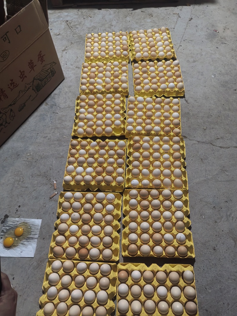 鸡蛋粉壳蛋，箱装360枚/箱(12盘×30枚)，20斤-