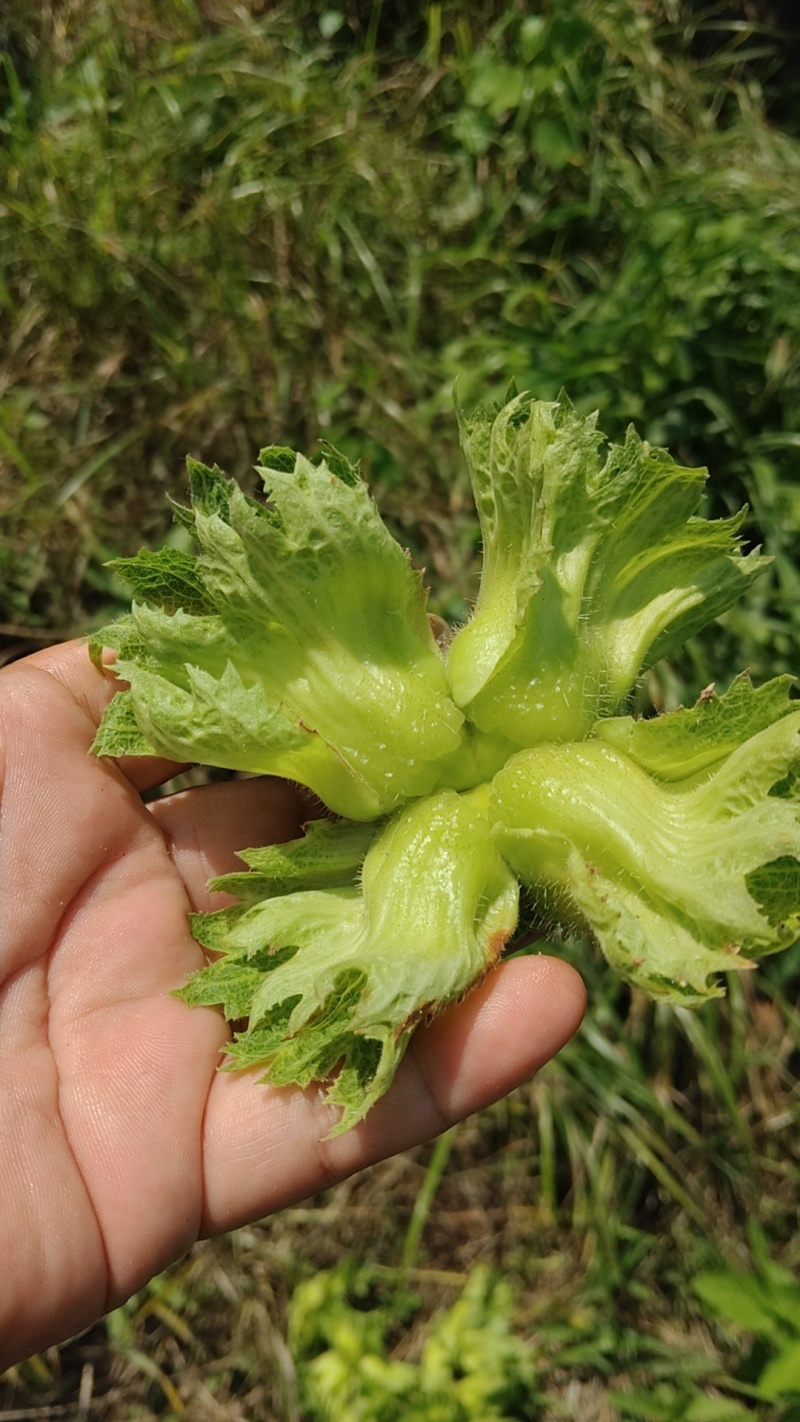 榛子通货/精品