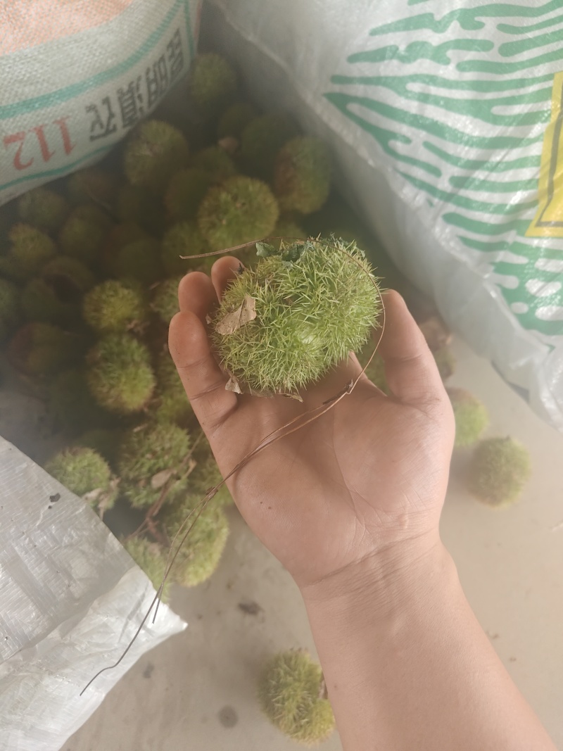 板栗通货