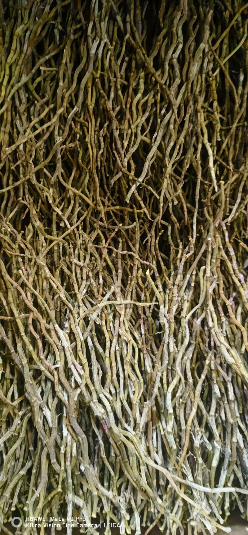 铁皮石斛理条