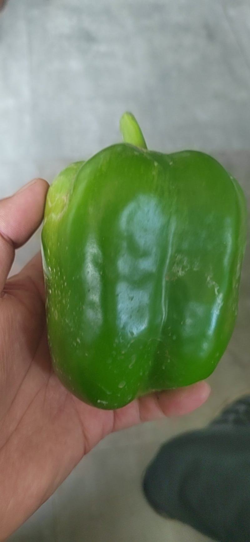 鲜辣椒大青椒