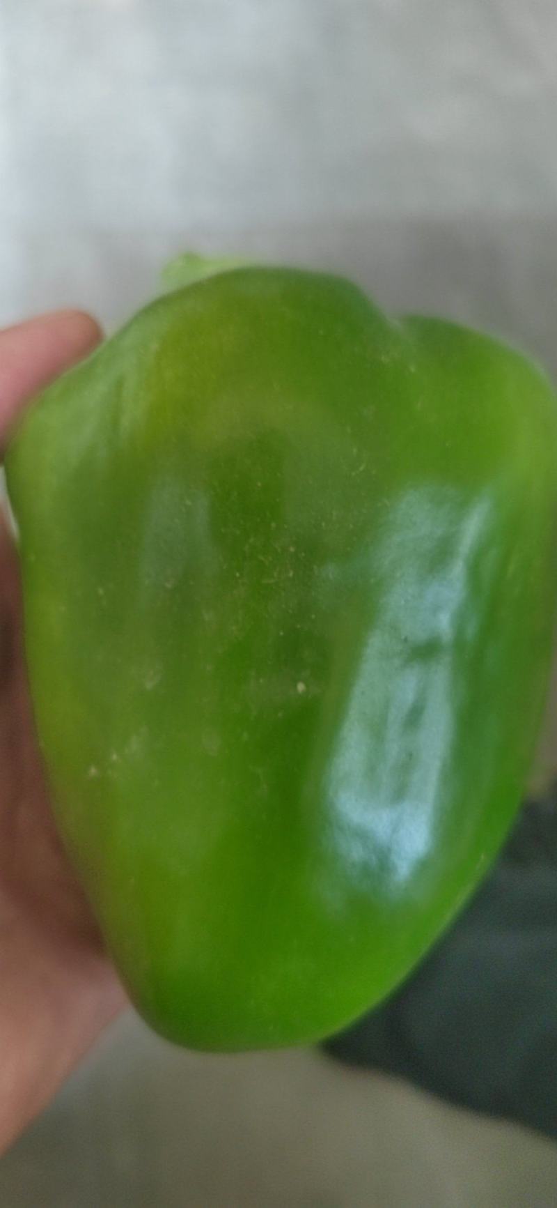 鲜辣椒大青椒