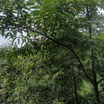 木姜子苗高1.2米