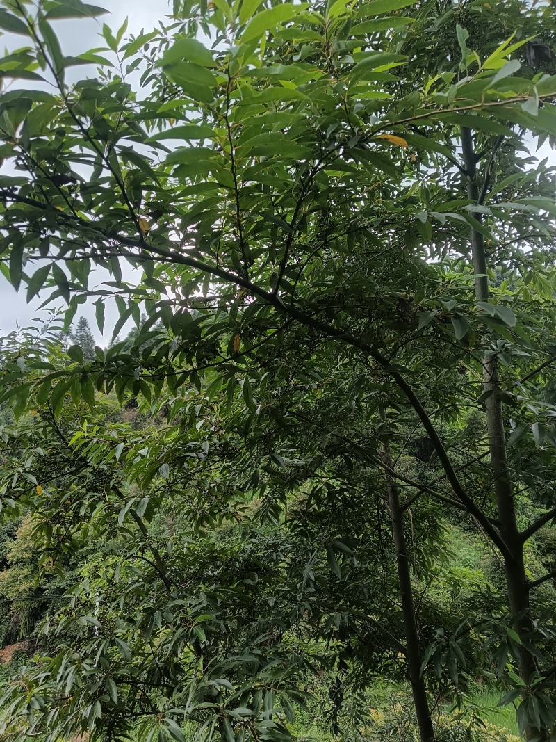 木姜子苗高1.2米