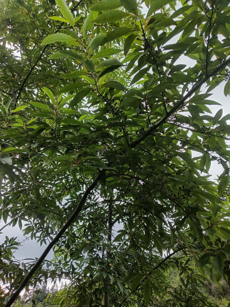 木姜子苗高1.2米