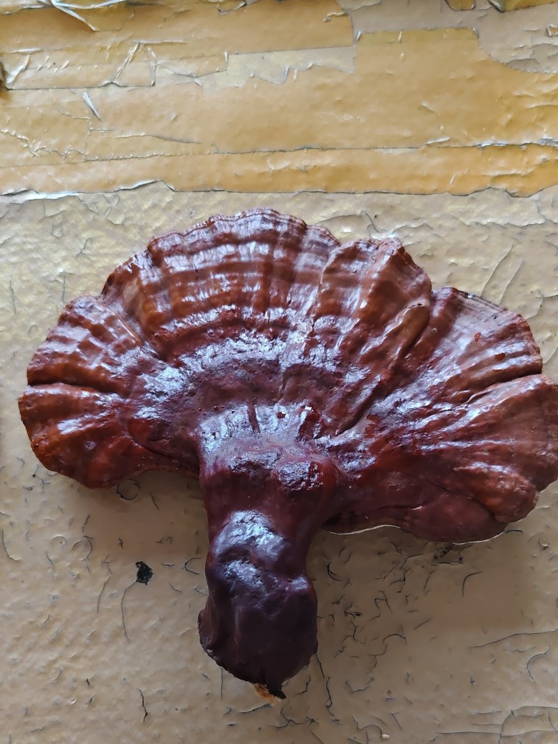 灵芝鲜灵芝，约1.1斤