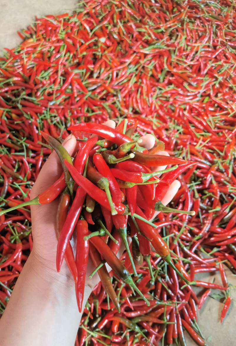 鲜辣椒云南小米辣，高山露天种植