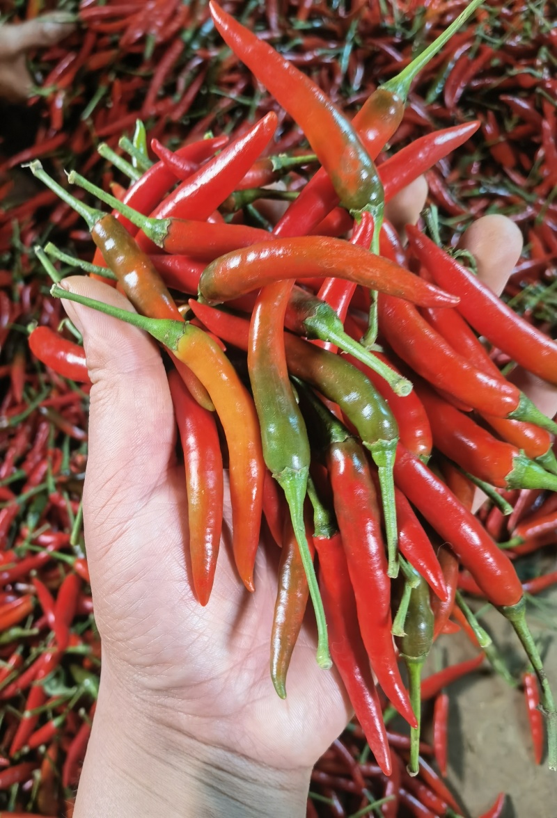 鲜辣椒云南小米辣，高山露天种植