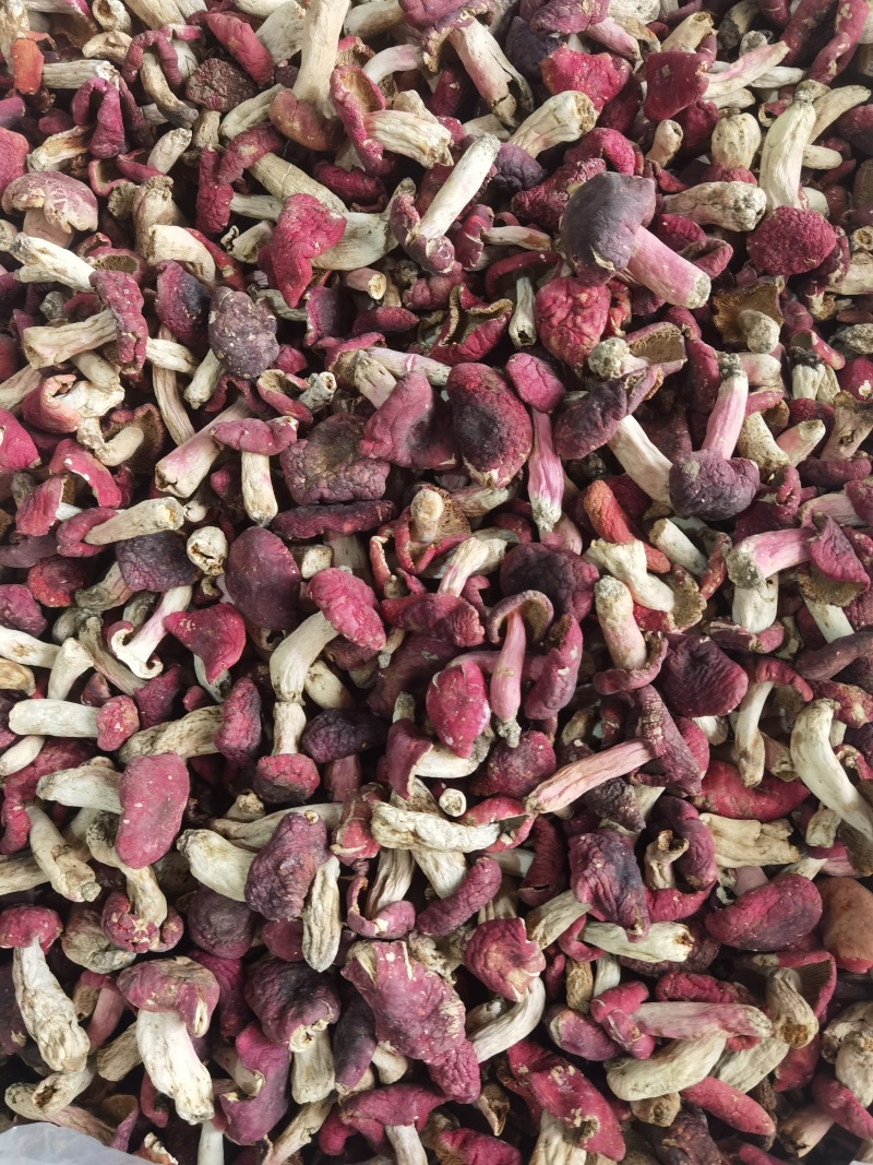 红菇大开菇，野生红菇