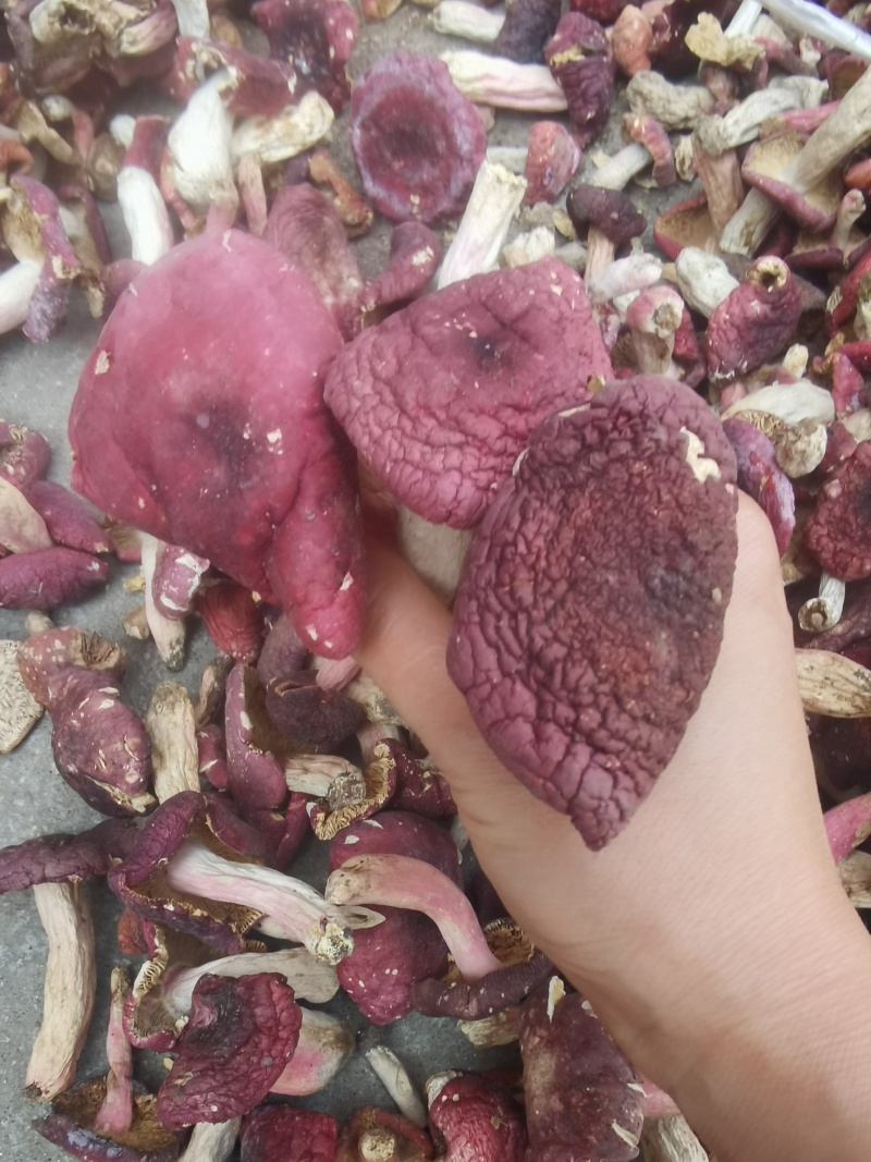 红菇大开菇，野生红菇